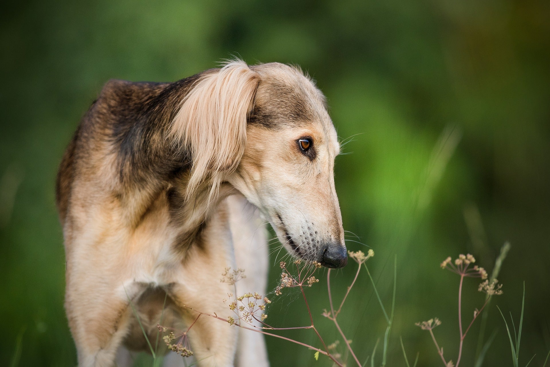 Muzzle for dog hot sale that eats everything