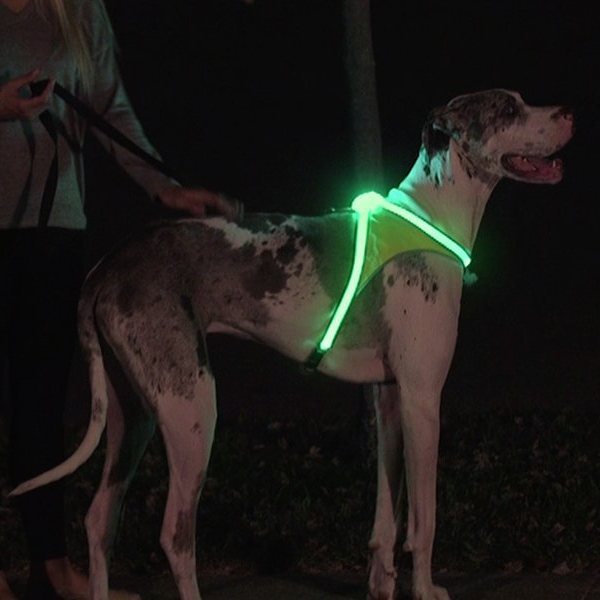 Illuminated shop dog harness