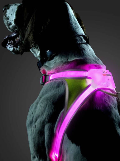 Dog 2025 harness led