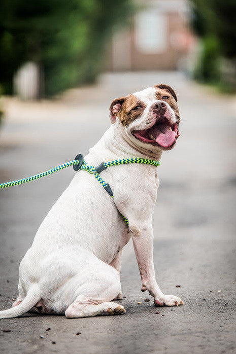 Harness Lead Integrated Harness Leash Hound Safe