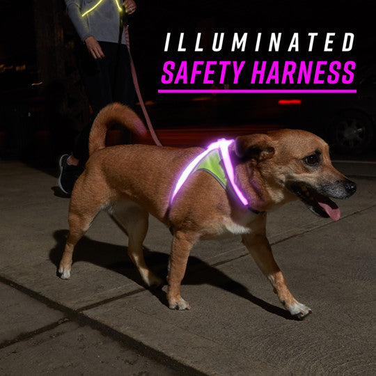 Lighthound harness 2025