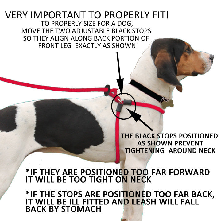 Harness leash how to put on best sale