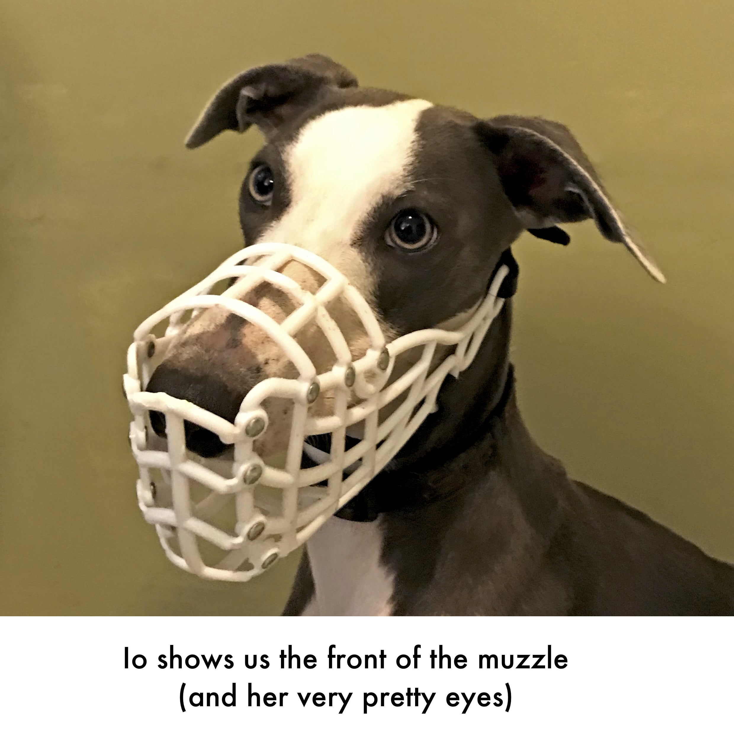 Whippet muzzle sale australia