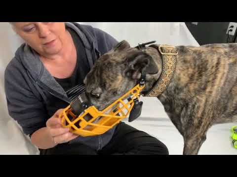 Most comfortable greyhound muzzle hotsell