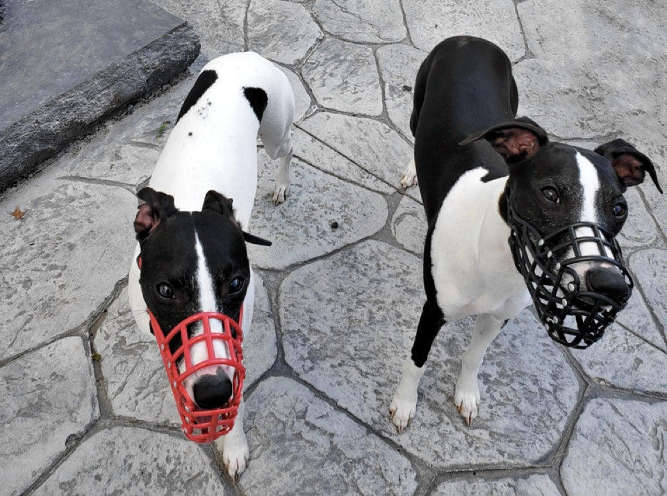 Whippet on sale muzzle australia